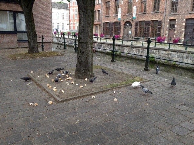 Pigeons