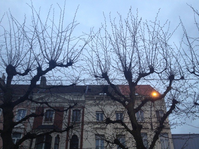Scary Trees