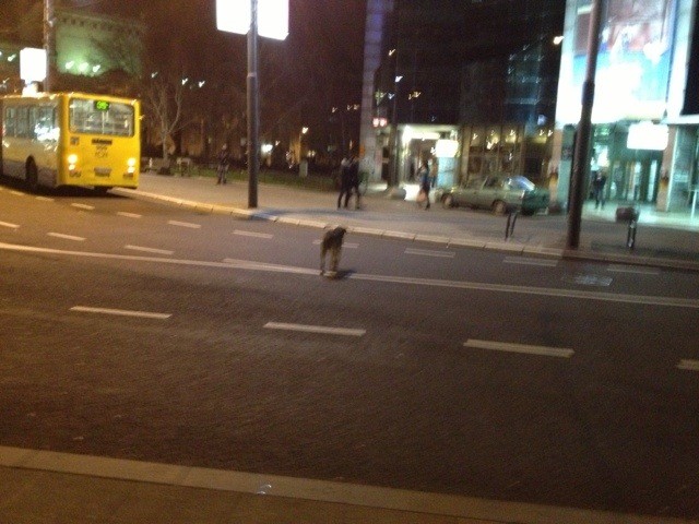 Street Dog
