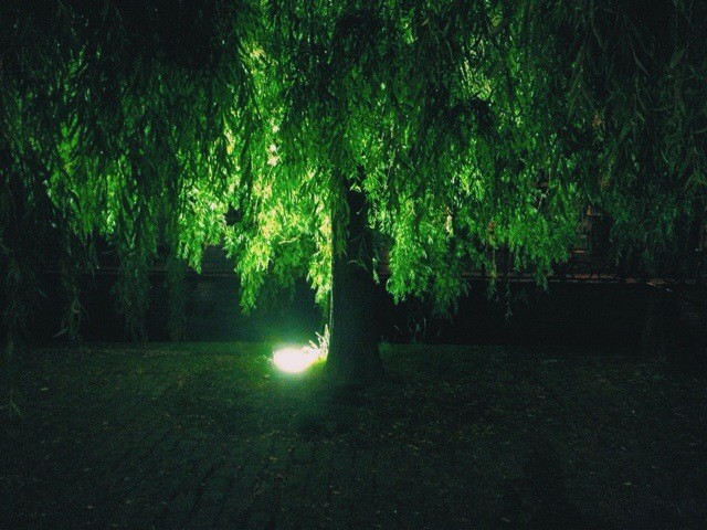 The Light Under the Tree